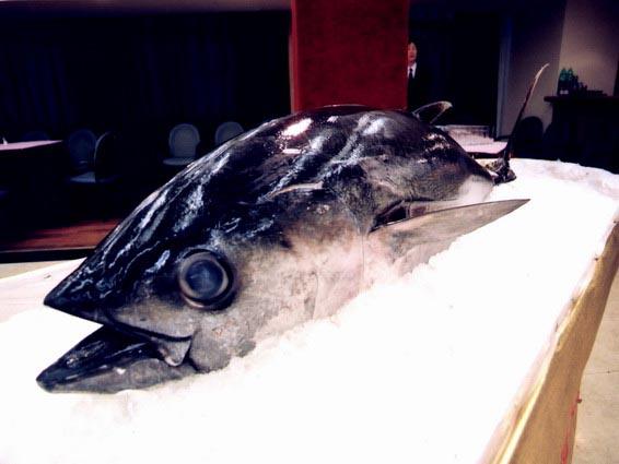 Sri Lanka Iced Fresh Tuna Import Customs Declaration
