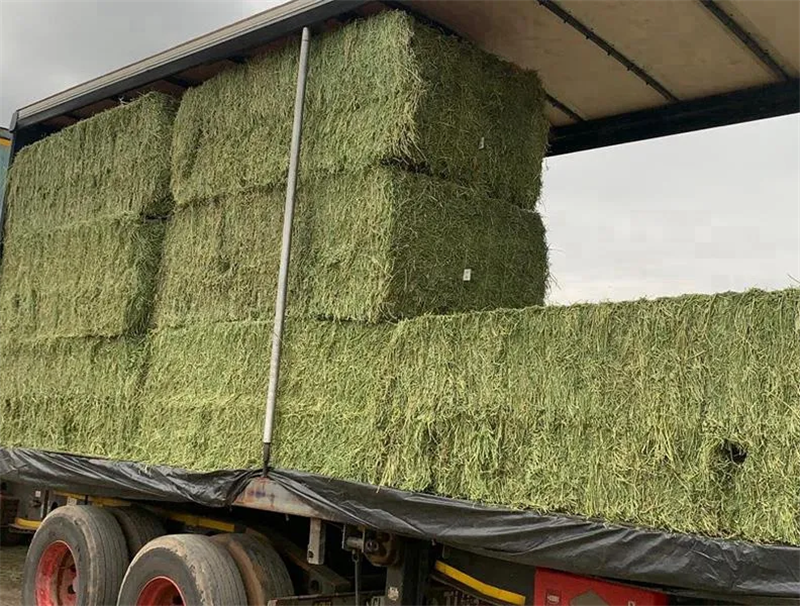 Alfalfa Shanghai Yangshan port customs clearance