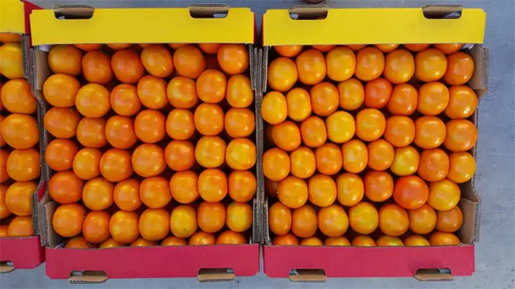 Fresh citrus customs clearance and import agency
