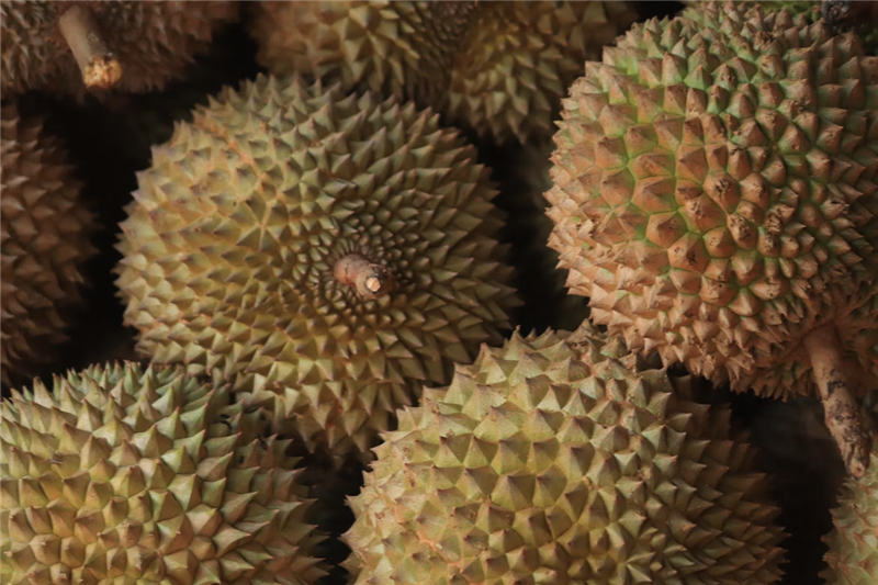 Customs clearance of Maoshan King Durian imported from Nansha, Guangzhou
