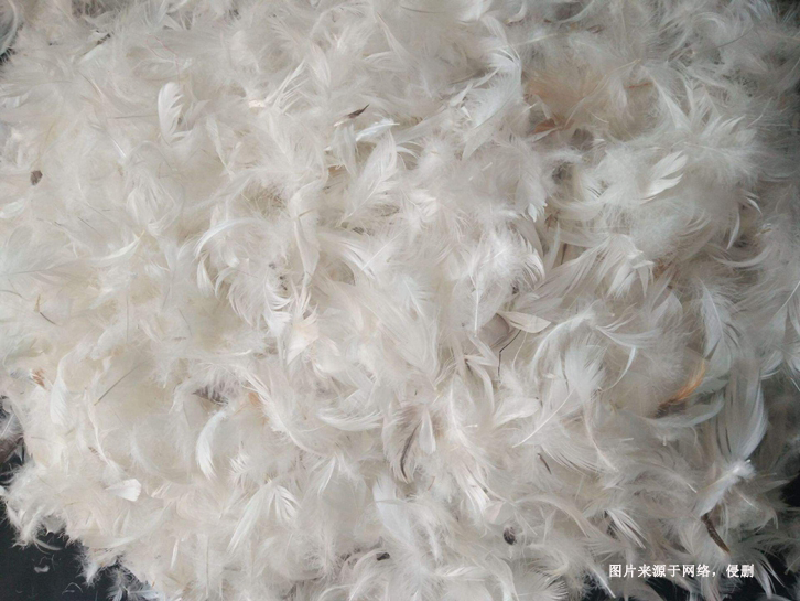 Vietnam duck feather import customs declaration fee